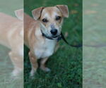 Small #6 Dachshund Mix