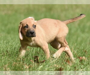 Lainey - Female Australian Shepherd-Beagle Mix Dog for Adoption - Photo #8