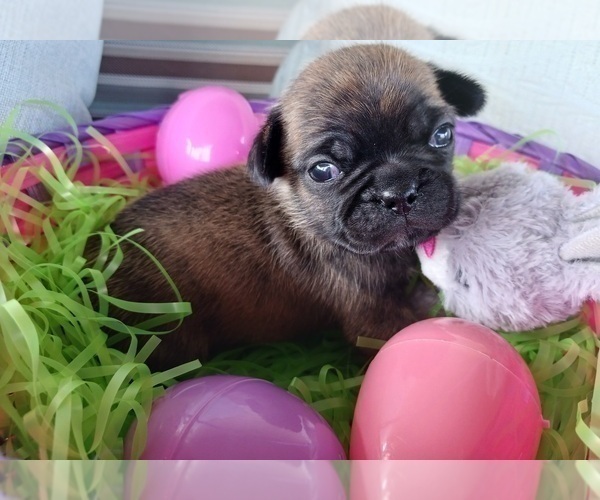 Medium Photo #4 Buggs Puppy For Sale in WEST PLAINS, MO, USA