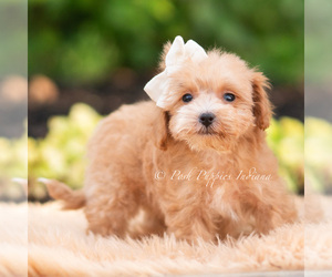 Medium Maltipoo (Miniature)