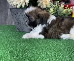 Small #1 Shih Tzu