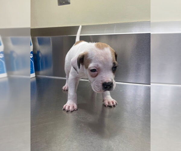 Medium Photo #1 Mutt Puppy For Sale in Lee's Summit, MO, USA