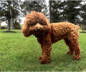 Father of the Goldendoodle (Miniature) puppies born on 10/08/2025