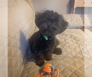 ShihPoo Puppy for sale in LUDLOW, MA, USA