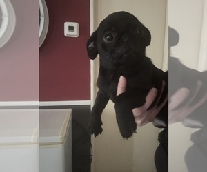 Pug Puppy for sale in DOUGLASVILLE, GA, USA
