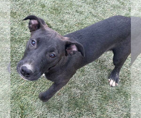 Medium Photo #7 American Staffordshire Terrier-Unknown Mix Puppy For Sale in Tracy City, TN, USA