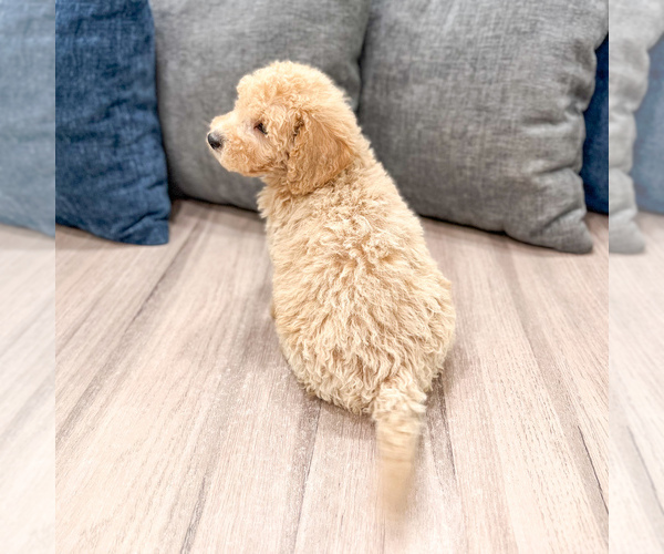 Medium Photo #45 Miniature Labradoodle Puppy For Sale in MILLERSBURG, OH, USA
