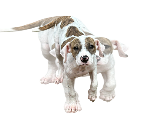 Medium Photo #1 Bulldog-Unknown Mix Puppy For Sale in Wetumpka, AL, USA