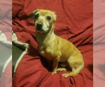 Small #6 Chihuahua Mix