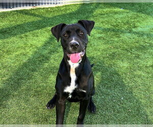 Labrador Retriever-Unknown Mix Dogs for adoption in Orange, CA, USA