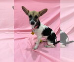 Small Photo #6 Chihuahua Puppy For Sale in Sandy, UT, USA