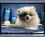 Small Photo #2 Pomeranian Puppy For Sale in VICTORVILLE, CA, USA