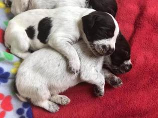 German Wirehaired Pointer Puppy for sale in REDDICK, FL, USA