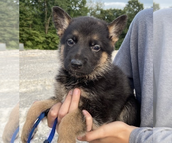 Medium Photo #3 German Shepherd Dog Puppy For Sale in CRAB ORCHARD, KY, USA