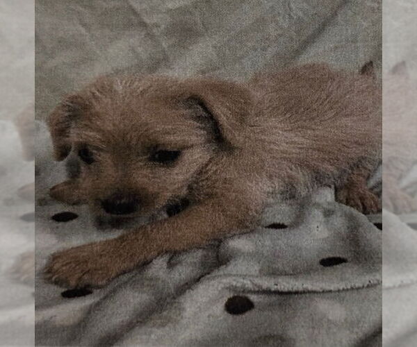 Medium Photo #1 Chihuahua-Unknown Mix Puppy For Sale in Chico, CA, USA