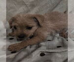 Small Chihuahua Mix