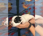 Small #5 Pembroke Welsh Corgi-Poodle (Miniature) Mix