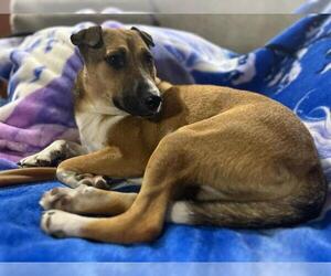 Elektra - Female Mutt Dog for Adoption - Photo #4
