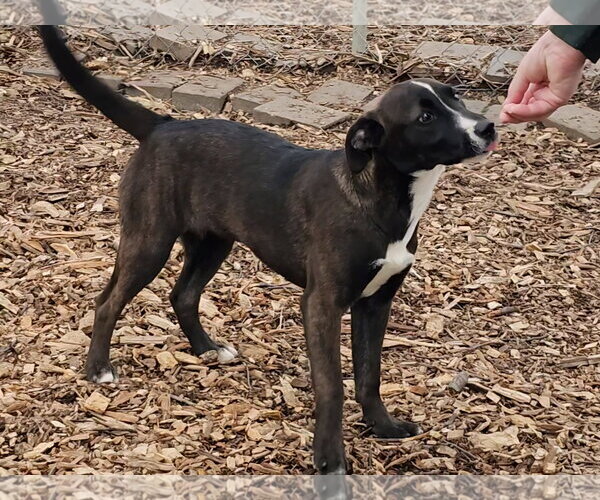 Medium Photo #2 - Mix Puppy For Sale in Bloomingdale, NJ, USA