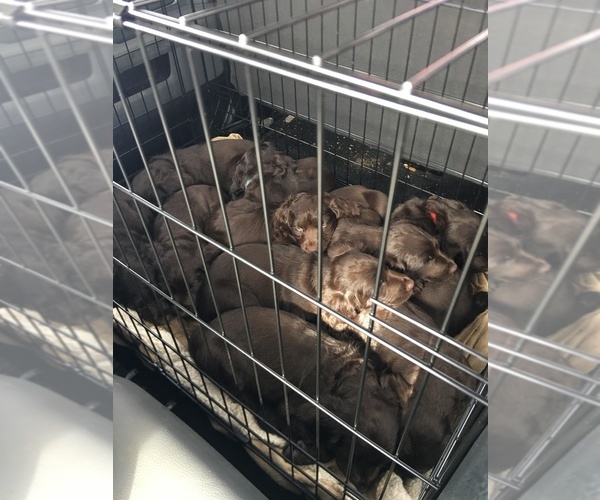 Medium Photo #7 Boykin Spaniel Puppy For Sale in INTERNATIONAL FALLS, MN, USA