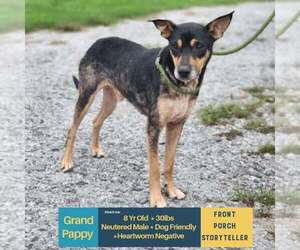 Mutt Dogs for adoption in Stratham, NH, USA