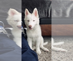 Siberian Husky Puppy for sale in NEW ORLEANS, LA, USA
