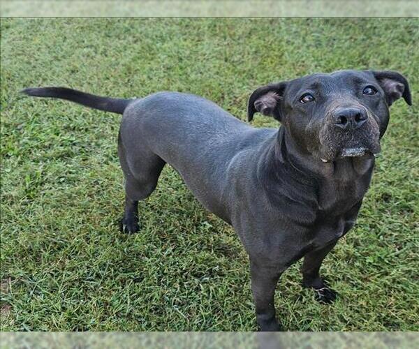 Medium Photo #2 Labrador Retriever-Unknown Mix Puppy For Sale in Grovetown, GA, USA