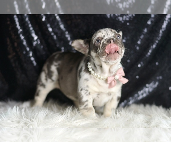 Medium Photo #3 French Bulldog Puppy For Sale in WARSAW, IN, USA