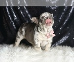 Small #2 French Bulldog