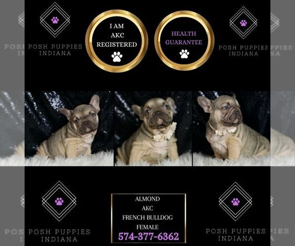 Medium Photo #32 French Bulldog Puppy For Sale in WARSAW, IN, USA