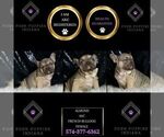 Small Photo #32 French Bulldog Puppy For Sale in WARSAW, IN, USA