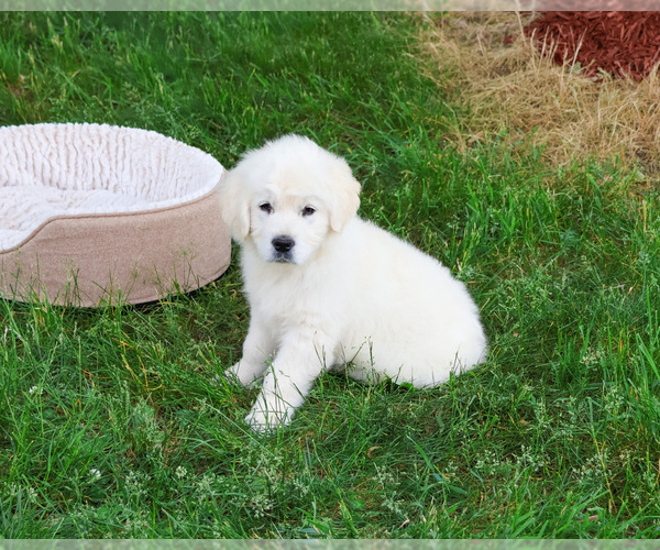 Medium Photo #3 Golden Retriever Puppy For Sale in SYRACUSE, IN, USA