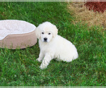 Small #2 Golden Retriever