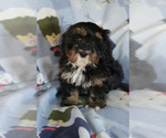 Small Photo #3 Bernedoodle (Miniature) Puppy For Sale in MILWAUKEE, WI, USA