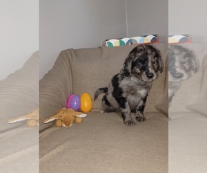Aussiedoodle-Goldendoodle Mix Puppy for sale in BOWLING GREEN, OH, USA