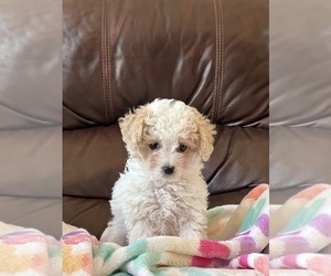 Bichon Frise-Cavapoo Mix Puppy for Sale in GREENVILLE, Missouri USA