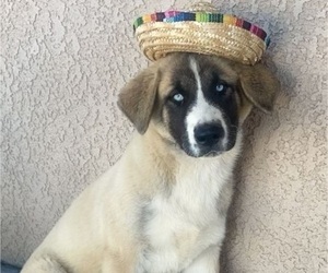 Akita-Alaskan Husky Mix Puppy for sale in HESPERIA, CA, USA