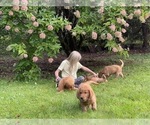 Small Photo #18 Golden Retriever Puppy For Sale in WOODSTOCK, CT, USA