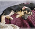 Small Photo #19 Beagle-Siberian Husky Mix Puppy For Sale in SPRINGFIELD, OR, USA