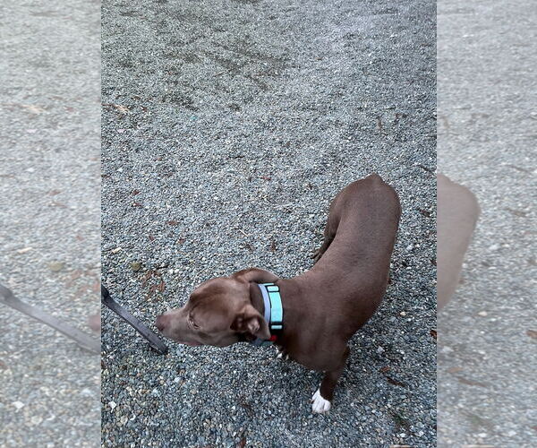 Medium Photo #5 Mutt Puppy For Sale in Woodland Hills, CA, USA