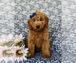 Goldendoodle (Miniature) Puppy for sale in CHRISTIANA, PA, USA