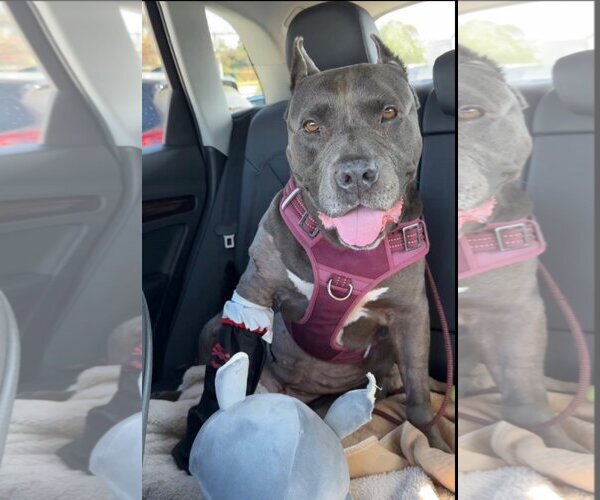 Medium Photo #4 American Pit Bull Terrier Puppy For Sale in  Ramona, CA, USA