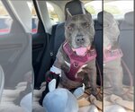 Small #3 American Pit Bull Terrier