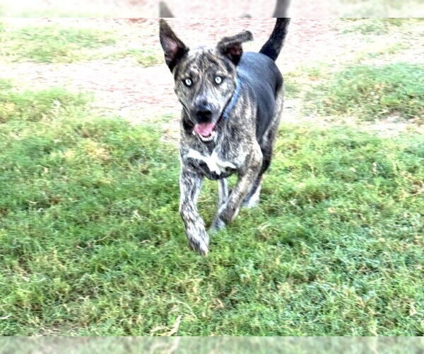 Medium Photo #4 Boxerhoula Puppy For Sale in Chandler, AZ, USA
