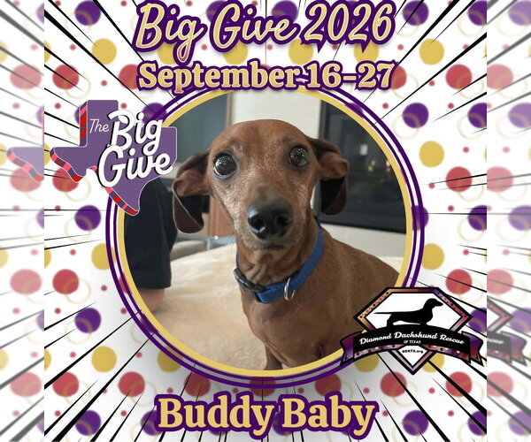 Medium Photo #1 Dachshund-Unknown Mix Puppy For Sale in San Antonio, TX, USA