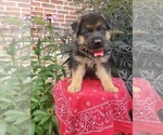 Puppy 4 German Shepherd Dog