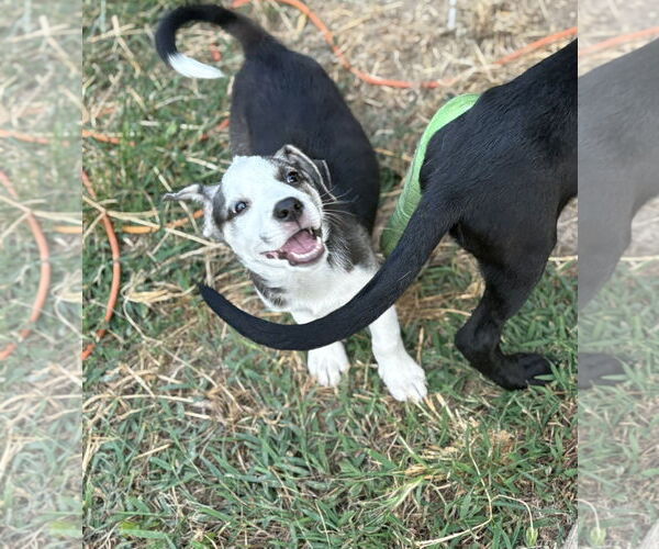 Medium Photo #3 Huskies -Labrador Retriever Mix Puppy For Sale in Fenton, MO, USA
