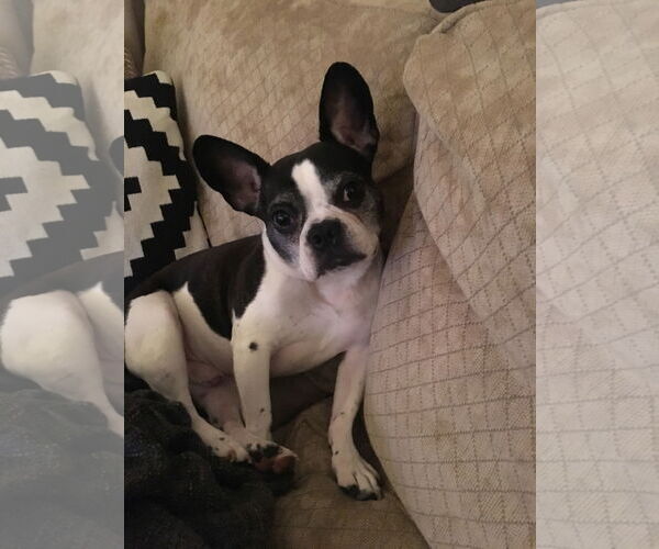Medium Photo #1 French Bulldog-Unknown Mix Puppy For Sale in Oakhurst, NJ, USA