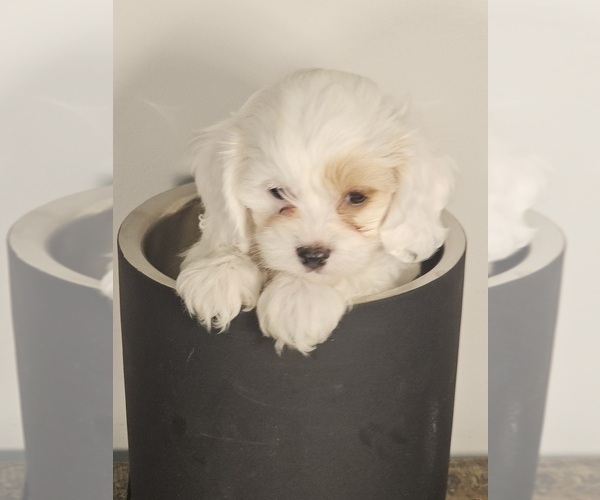 Medium Photo #4 Cavapoo Puppy For Sale in FAIR GROVE, MO, USA