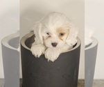 Small Photo #4 Cavapoo Puppy For Sale in FAIR GROVE, MO, USA